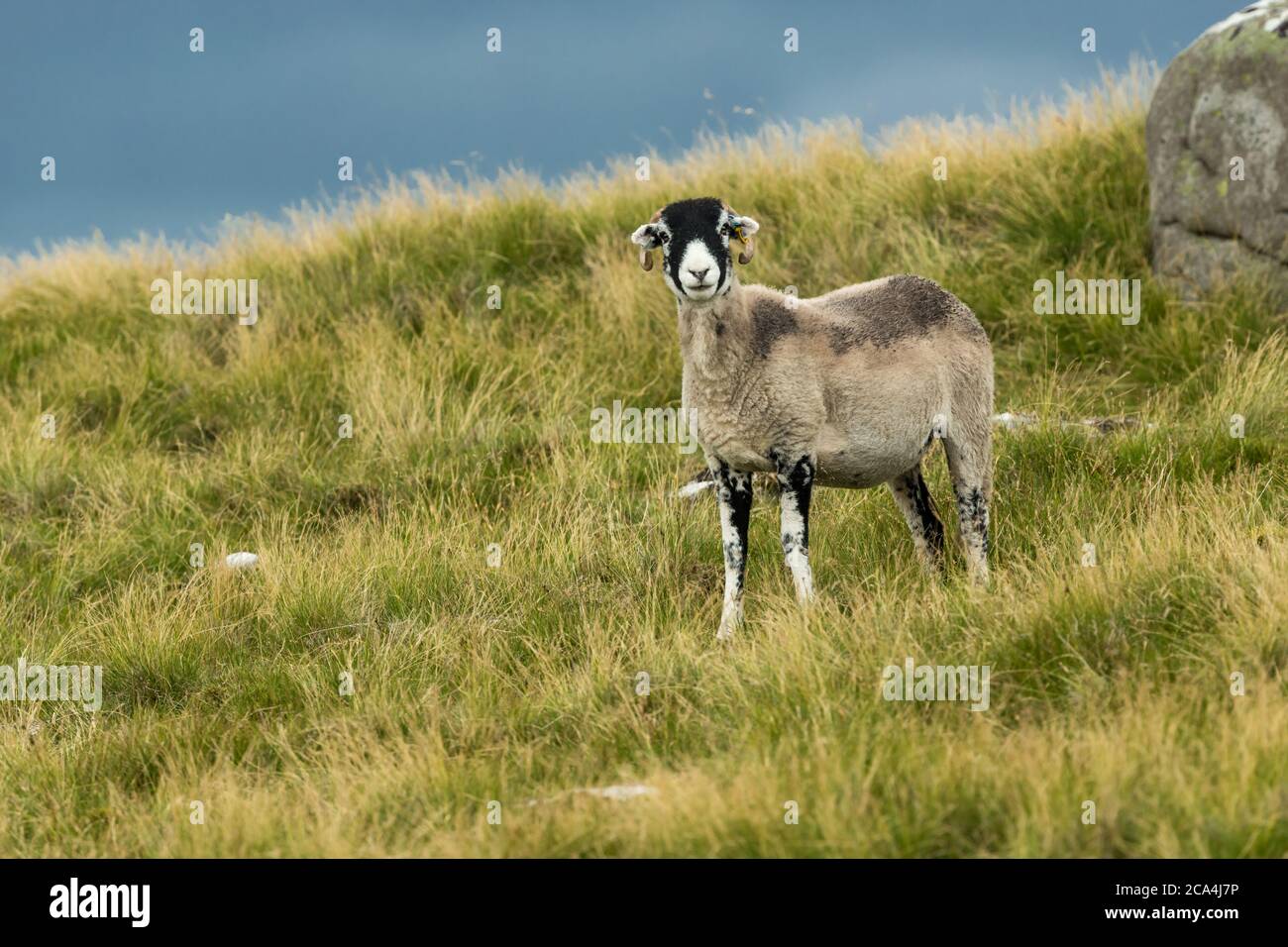 Mouton de Swaledale, un seul brebis face à l'avant dans les prairies rugueuses avec fond ciel bleu propre. Tan Hill, Swaledale, Royaume-Uni. Horizontale. Espace pour la copie Banque D'Images