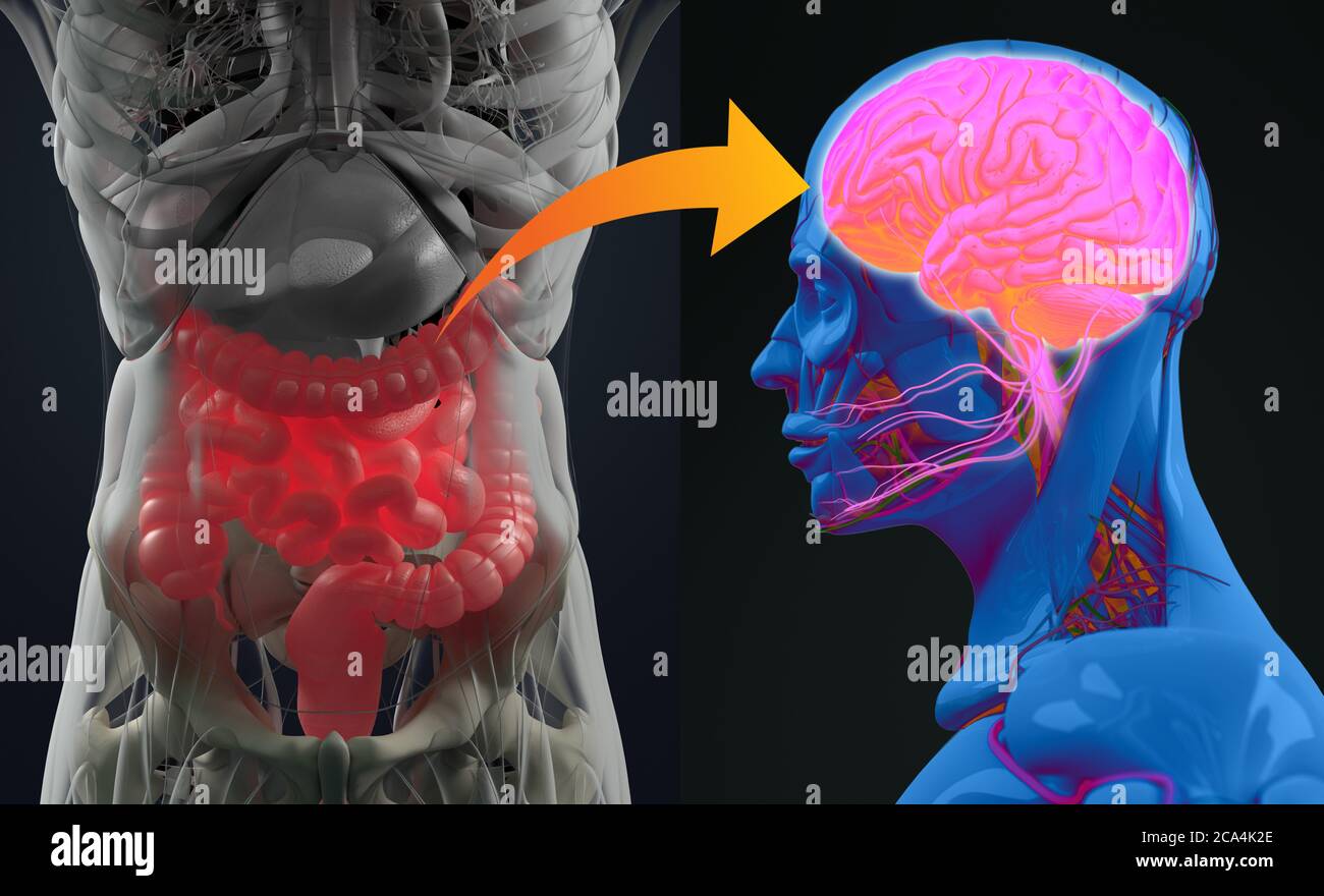 Connexion intestin-cerveau ou axe du cerveau intestinal. Concept art montrant un lien entre l'intestin et le cerveau. illustration 3d. Banque D'Images