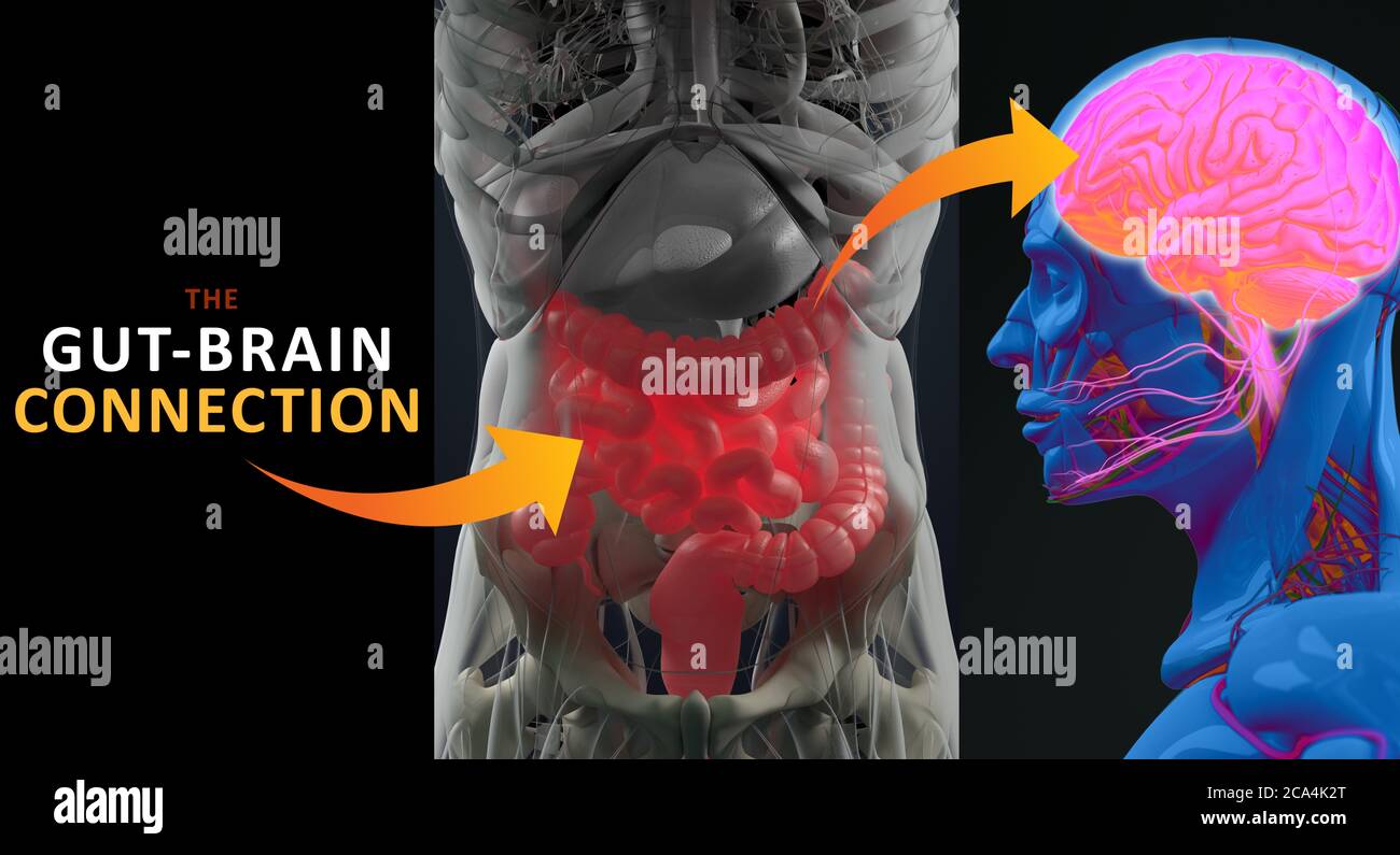 Connexion intestin-cerveau ou axe du cerveau intestinal. Concept art montrant un lien entre l'intestin et le cerveau. illustration 3d. Banque D'Images