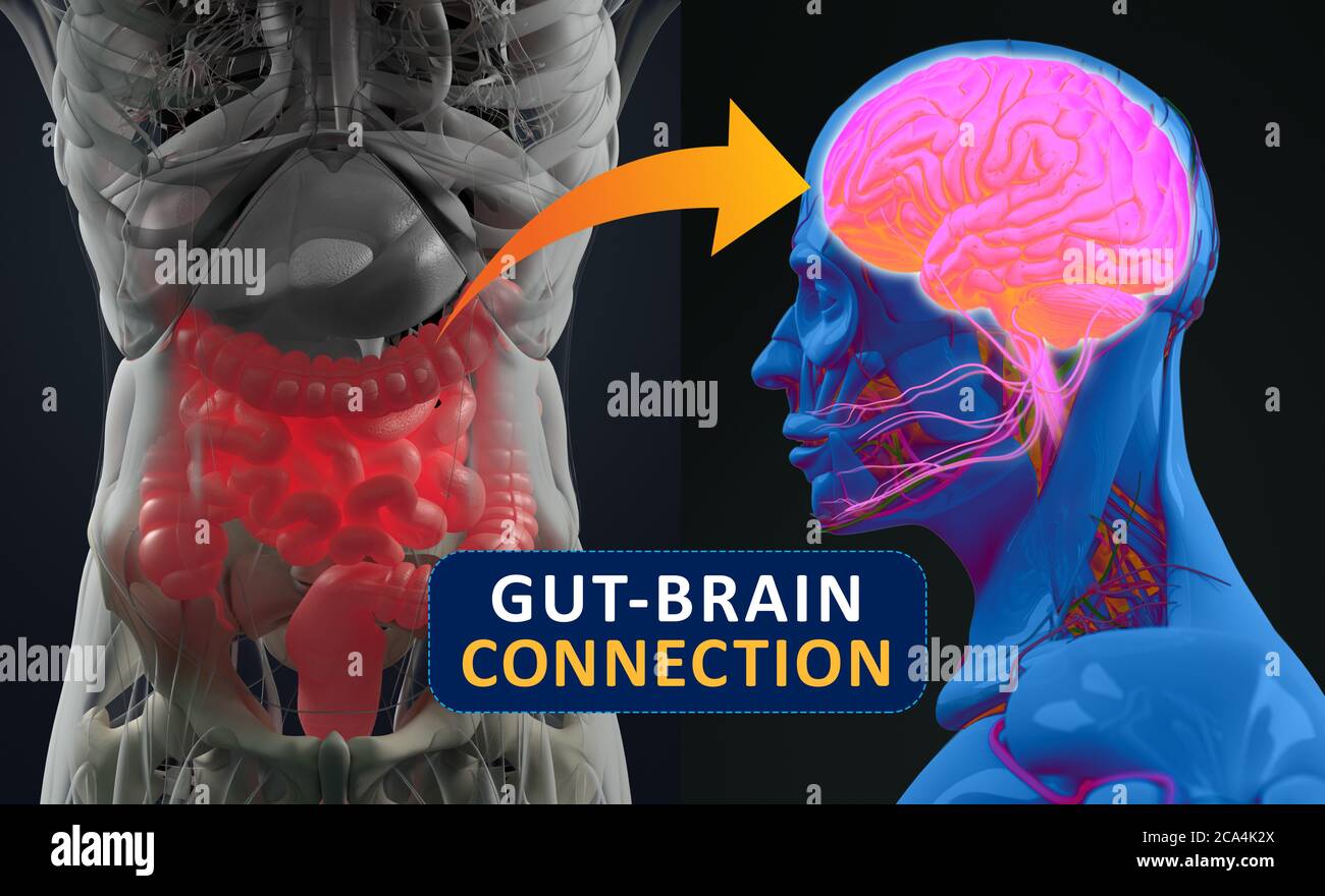 Connexion intestin-cerveau ou axe du cerveau intestinal. Concept art montrant un lien entre l'intestin et le cerveau. illustration 3d. Banque D'Images
