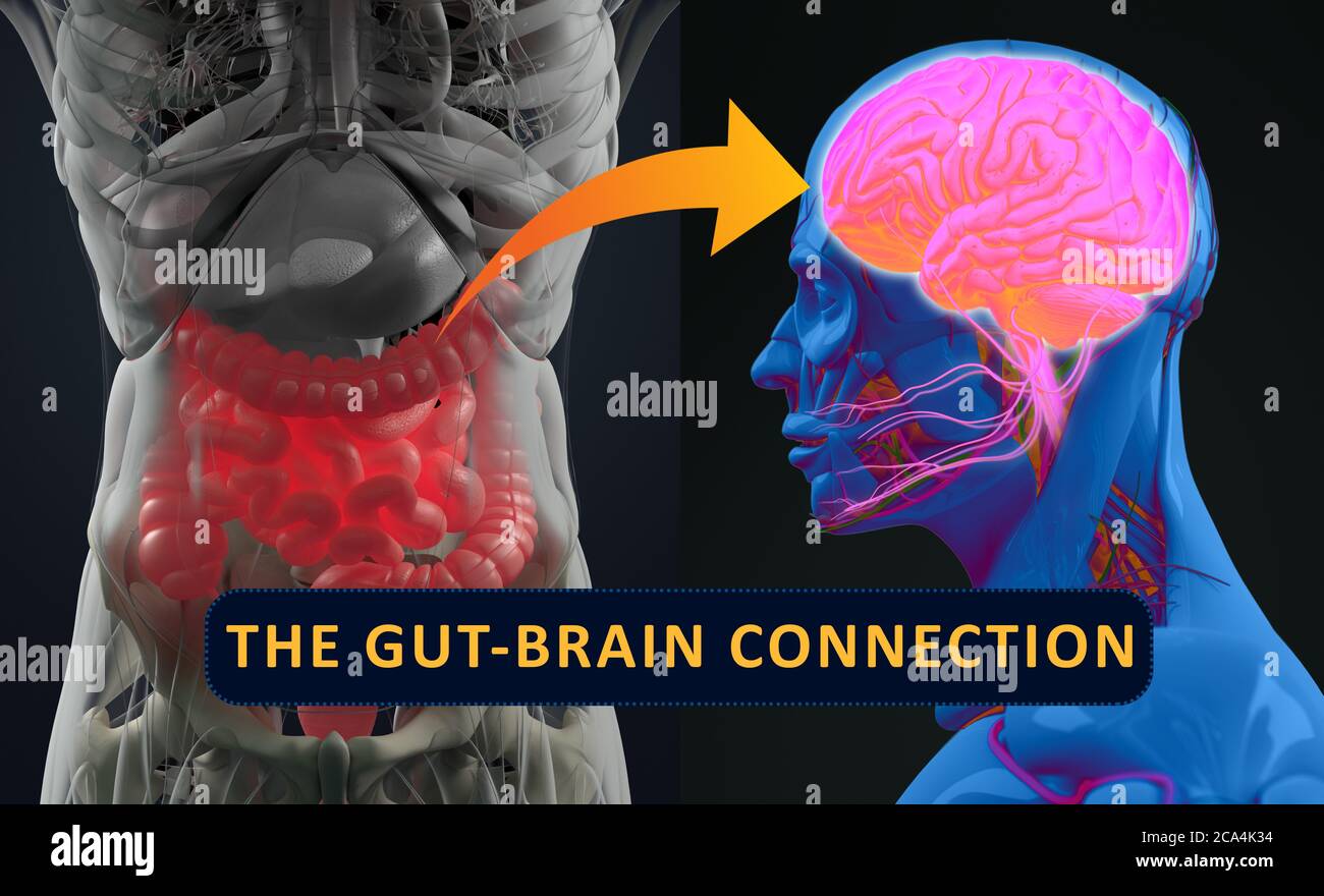 Connexion intestin-cerveau ou axe du cerveau intestinal. Concept art montrant un lien entre l'intestin et le cerveau. illustration 3d. Banque D'Images