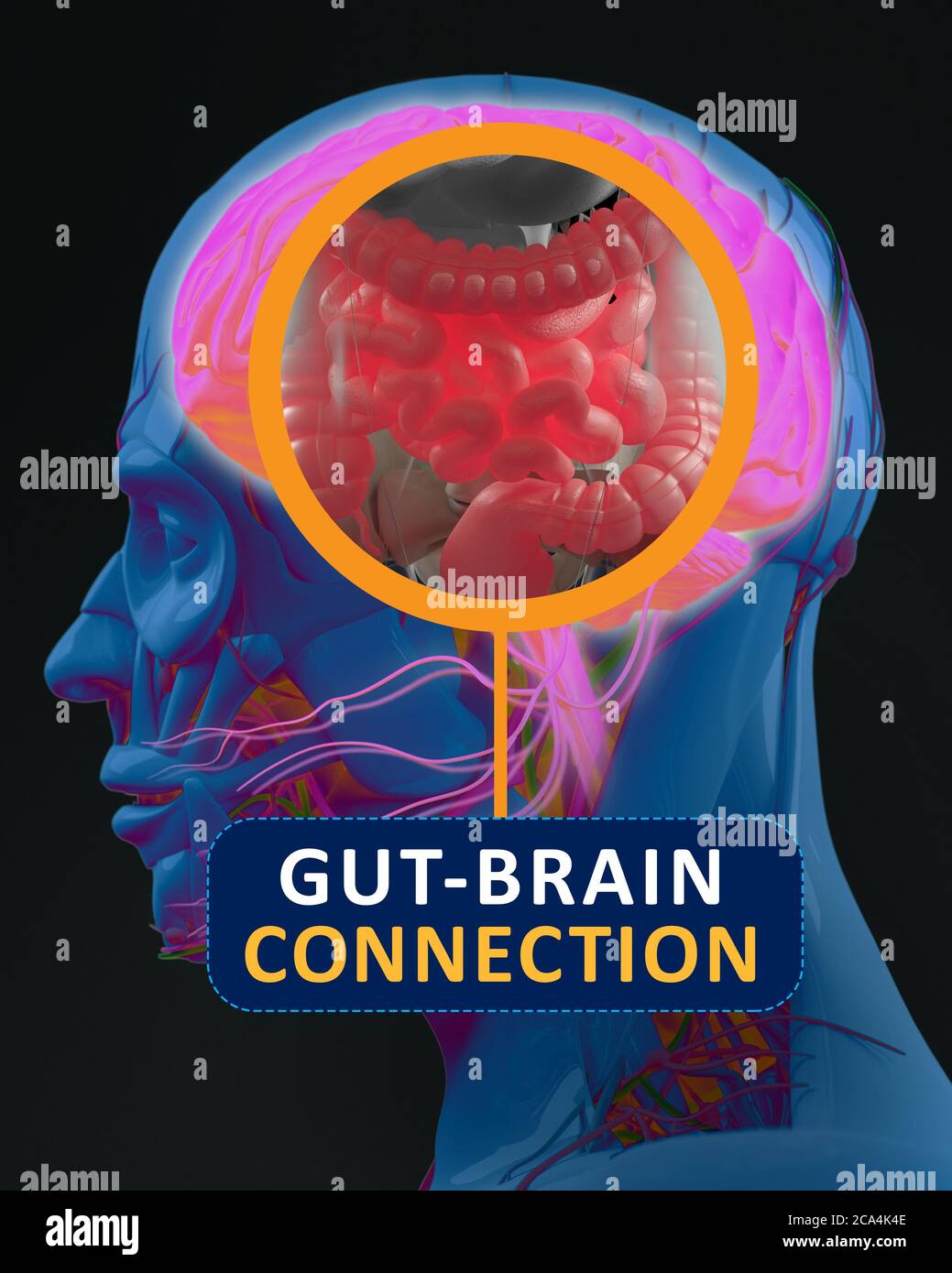 Connexion intestin-cerveau ou axe du cerveau intestinal. Concept art montrant un lien entre l'intestin et le cerveau. illustration 3d. Banque D'Images