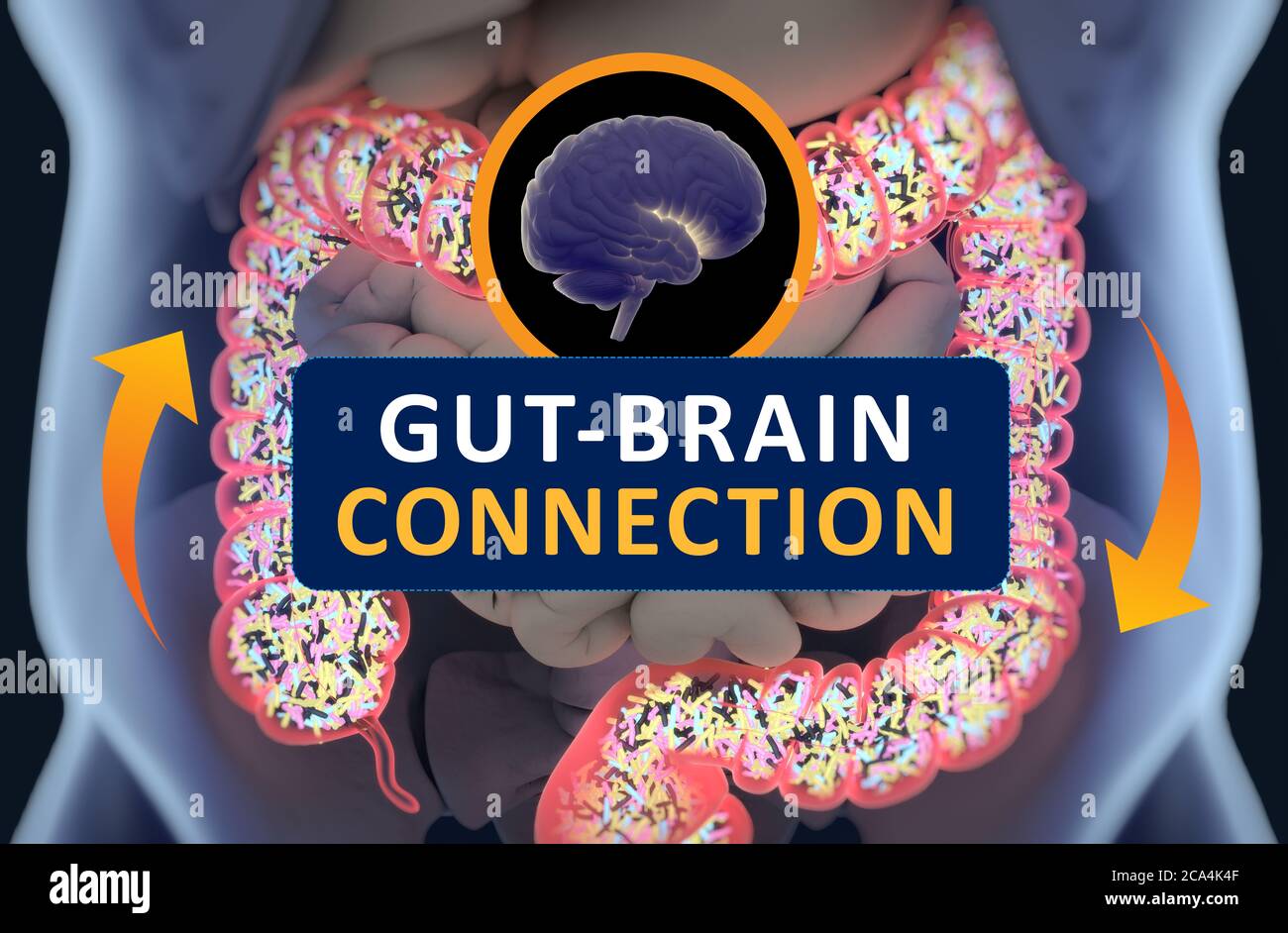 Connexion intestin-cerveau ou axe du cerveau intestinal. Concept art montrant le lien santé de l'intestin au cerveau. illustration 3d. Banque D'Images