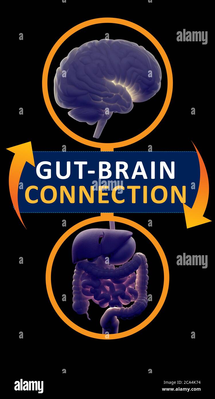 Connexion intestin-cerveau ou axe du cerveau intestinal. Concept art montrant le lien santé de l'intestin au cerveau. illustration 3d. Banque D'Images