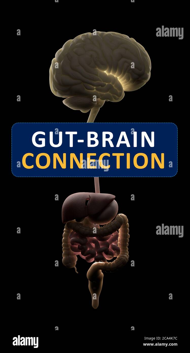 Connexion intestin-cerveau ou axe du cerveau intestinal. Concept art montrant le lien santé de l'intestin au cerveau. illustration 3d. Banque D'Images