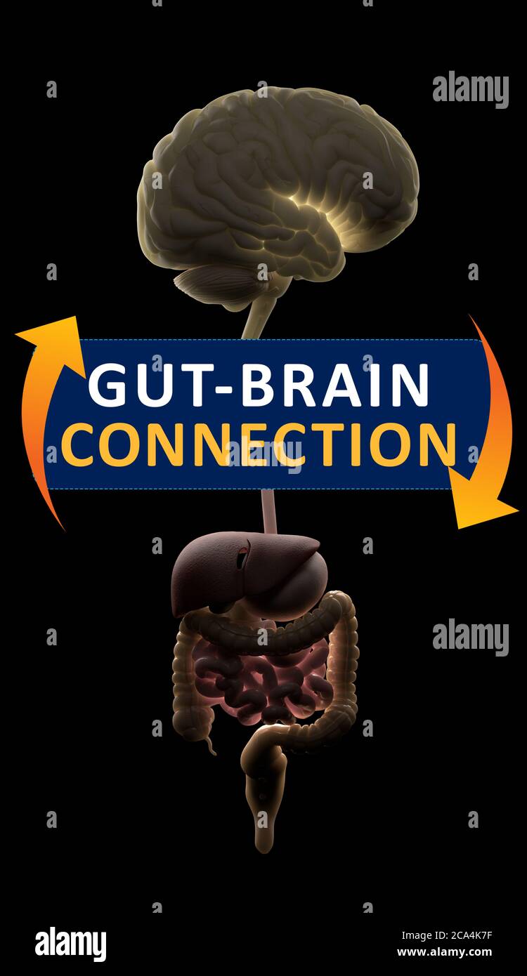 Connexion intestin-cerveau ou axe du cerveau intestinal. Concept art montrant le lien santé de l'intestin au cerveau. illustration 3d. Banque D'Images