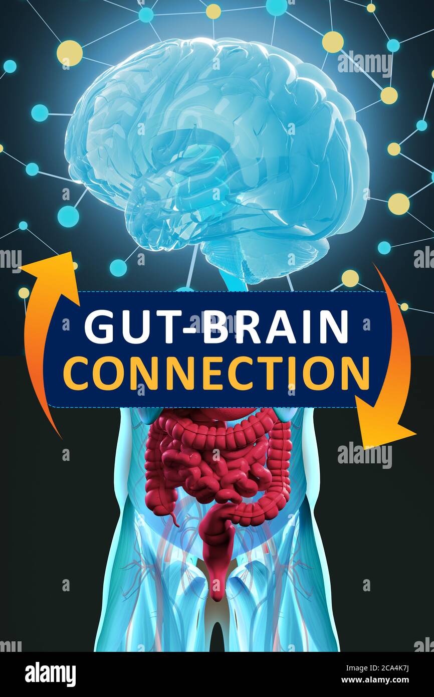 Connexion intestin-cerveau ou axe du cerveau intestinal. Concept art montrant le lien santé de l'intestin au cerveau. illustration 3d. Banque D'Images