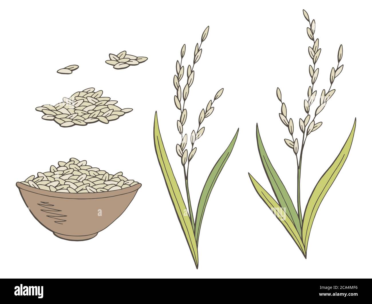 Motif de plante de riz couleur isolée esquisse vecteur d'illustration Illustration de Vecteur