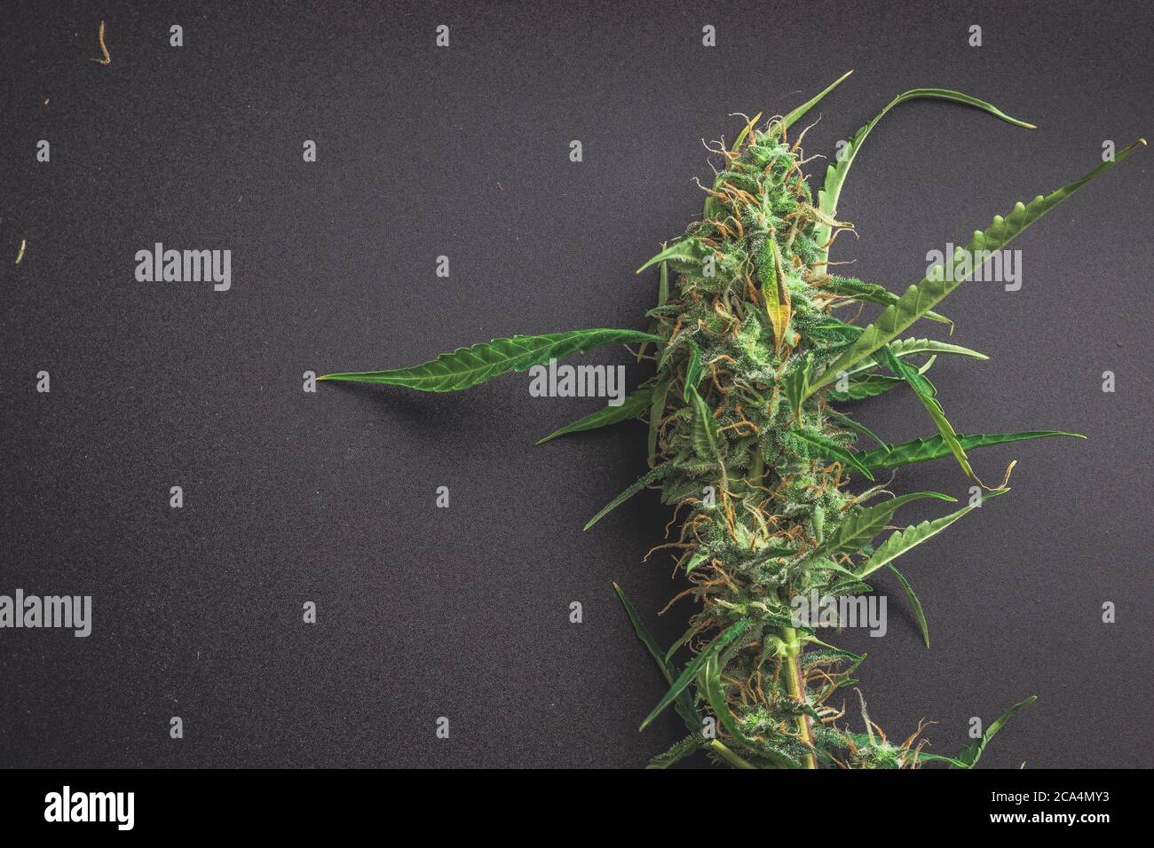 Cannabis marijuana plante avec bourgeons vue de dessus sur fond noir avec espace de copie Banque D'Images