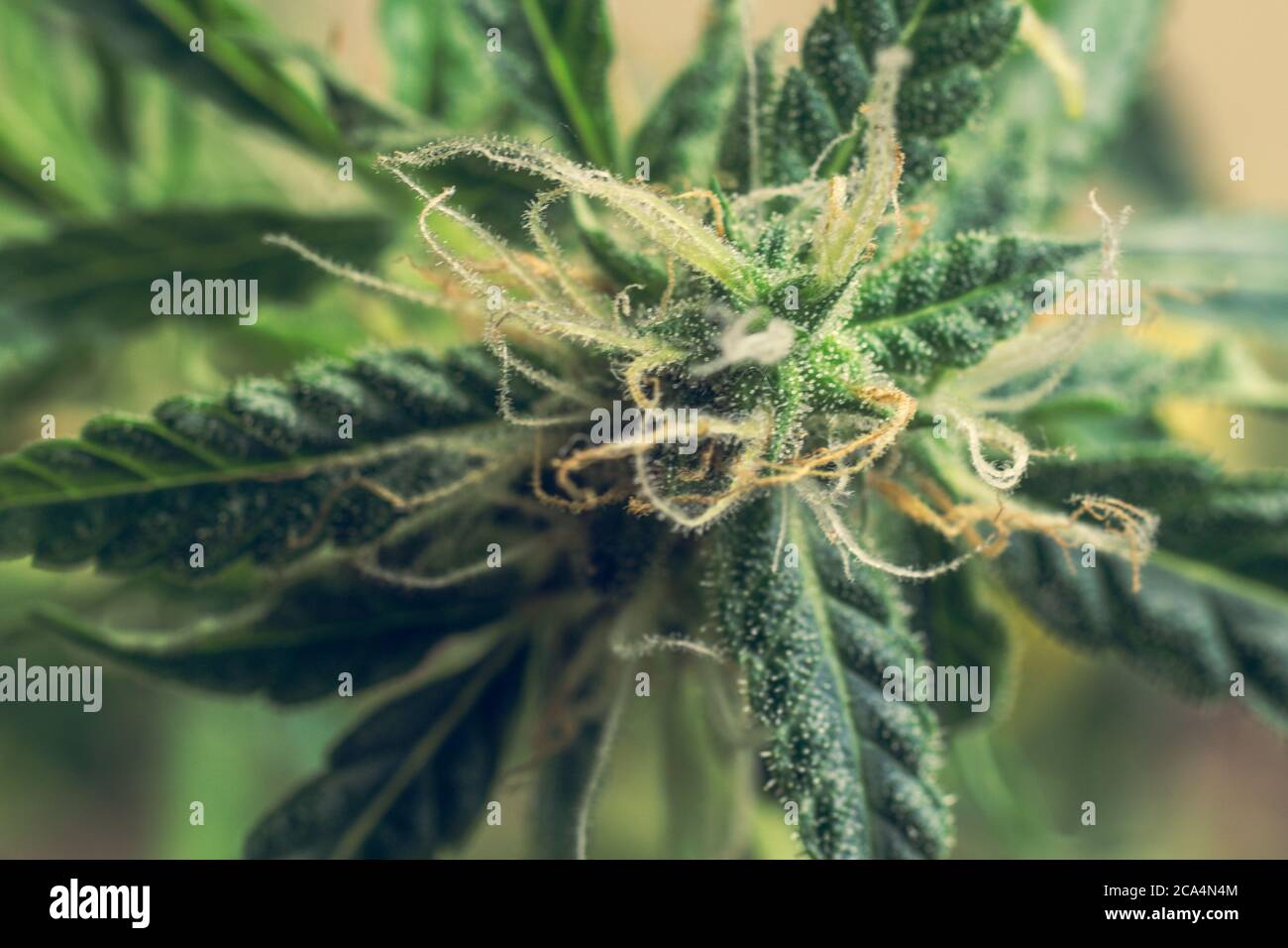 Gros plan macro de plante de cannabis avec THC. Bourgeons de marijuana. Feuilles de mauvaises herbes Banque D'Images
