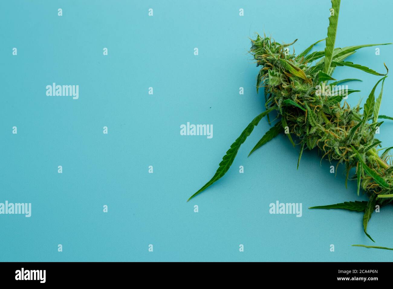 Cannabis médical ou plante de marijuana, espace de copie de fond Banque D'Images