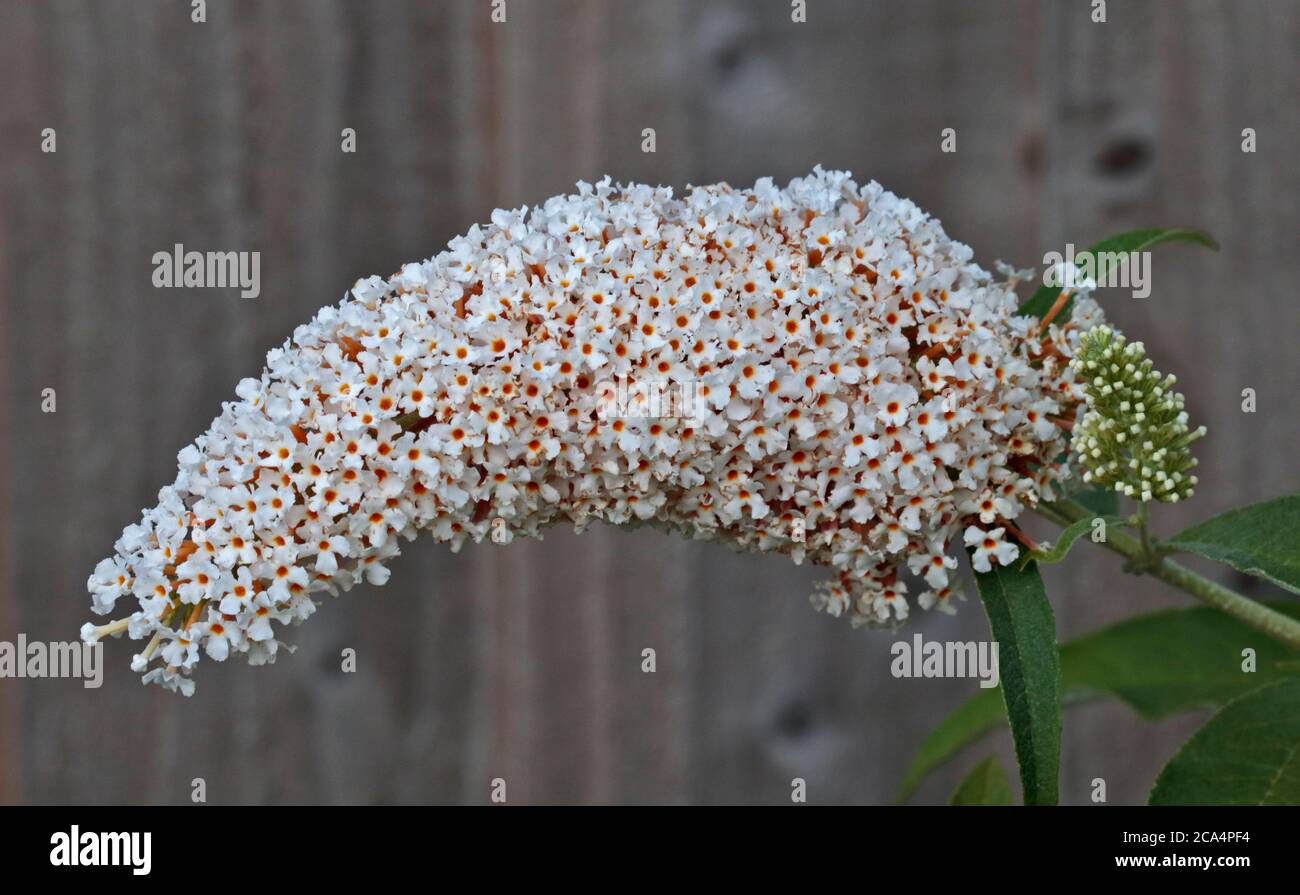 Buddleia blanc Banque D'Images