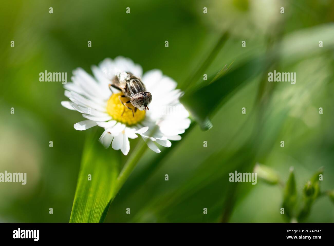 Insecte collectant le pollen de la fleur blanche de Marguerite avec lumière du coucher du soleil. Banque D'Images