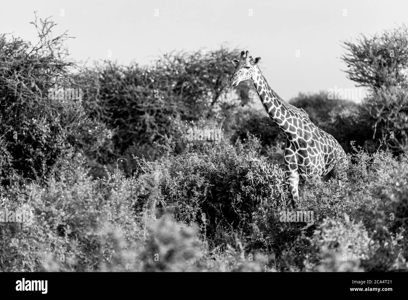 Masai Giraffe, Massai-Giraffe dans le parc national d'Amboseli, Kenya, Afrique Banque D'Images