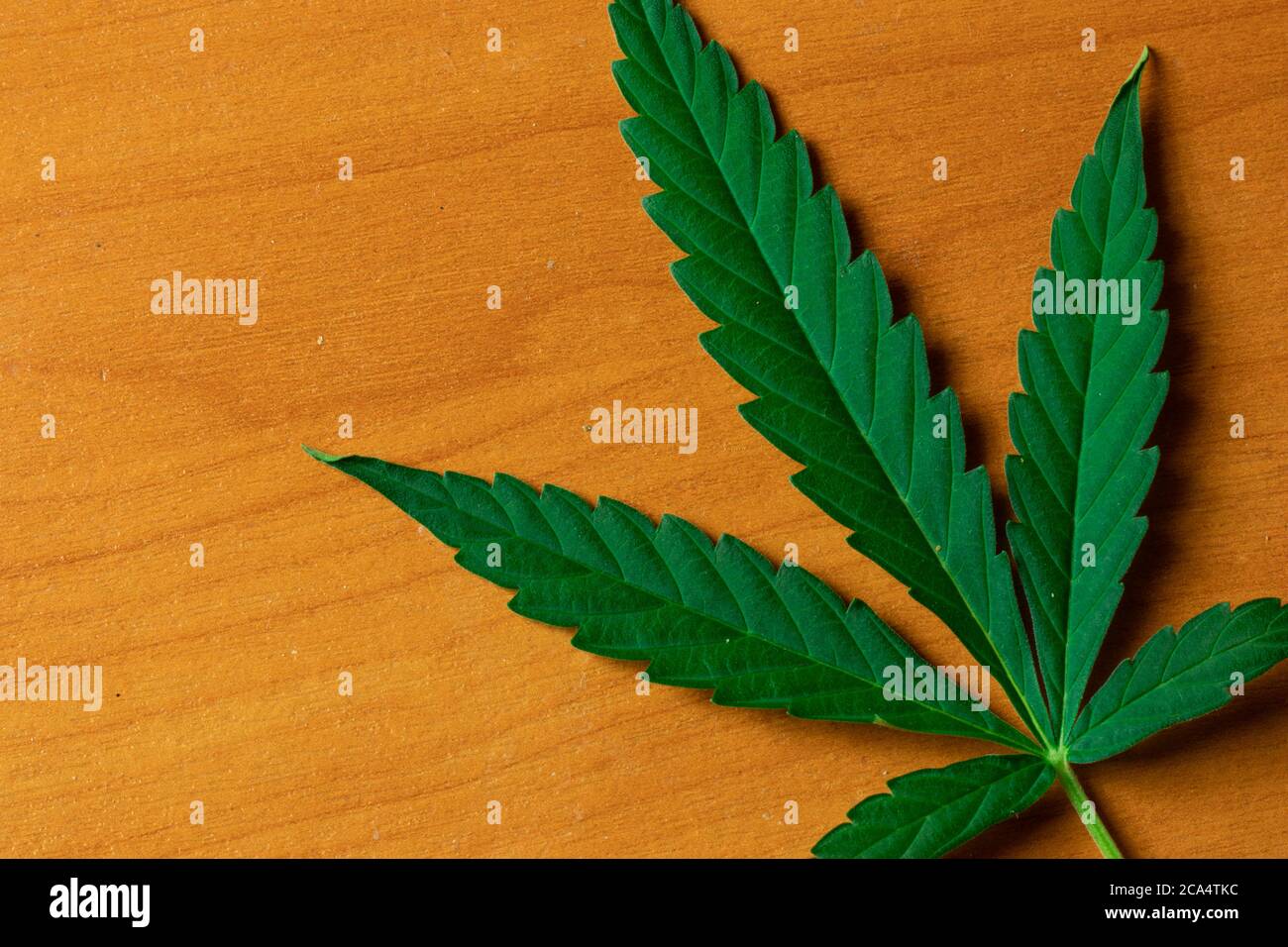 Vue rapprochée du dessus des feuilles de cannabis. Plante de marijuana de mauvaises herbes à plat avec espace de copie Banque D'Images