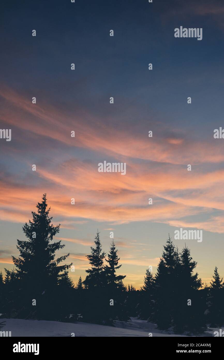 Vue sur un magnifique coucher de soleil en arrière-plan contre une silhouette de pin. Banque D'Images