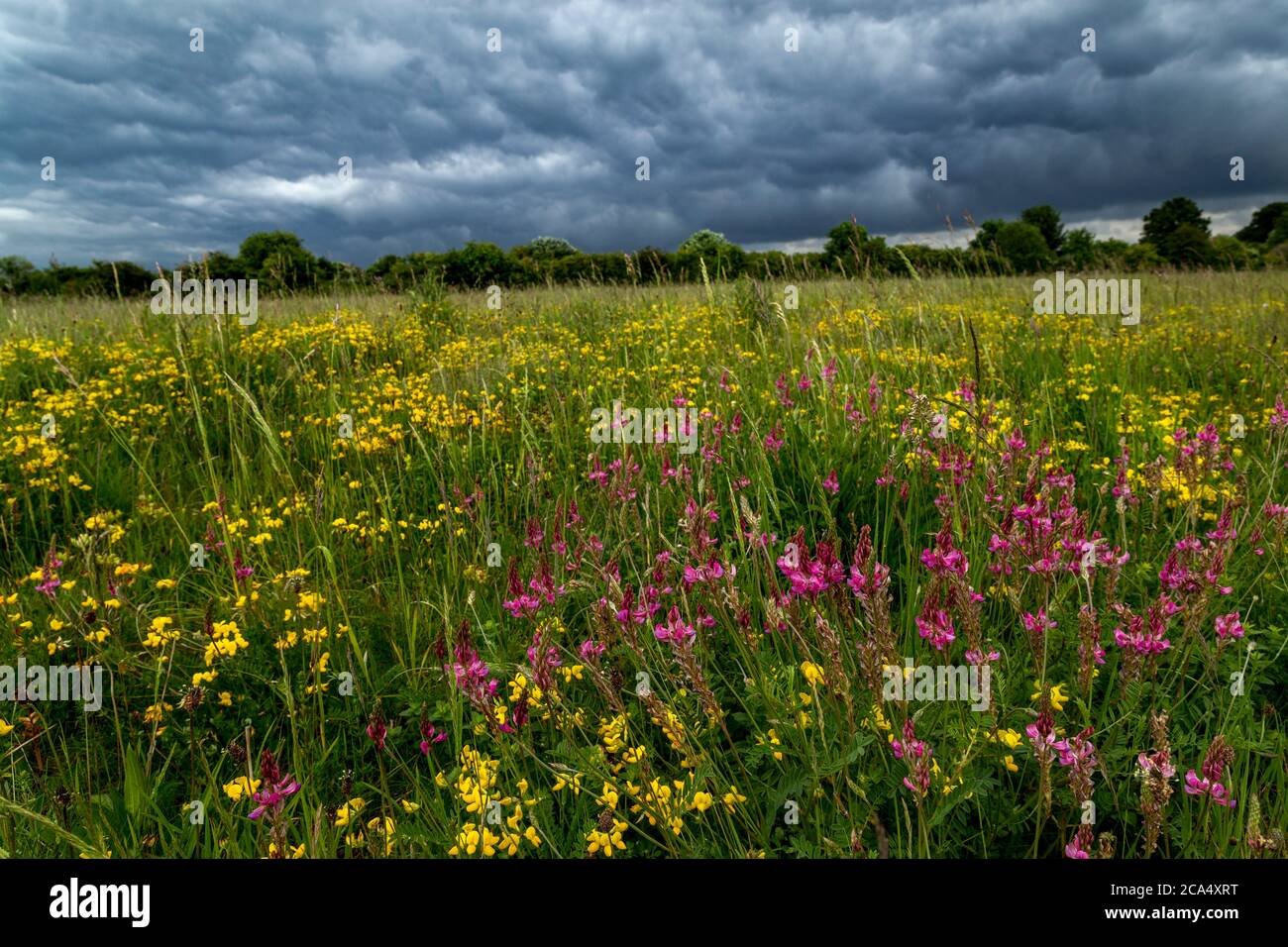 Winterbourne Down RSPB ; Meadow ; Salisbury Plain ; Royaume-Uni Banque D'Images
