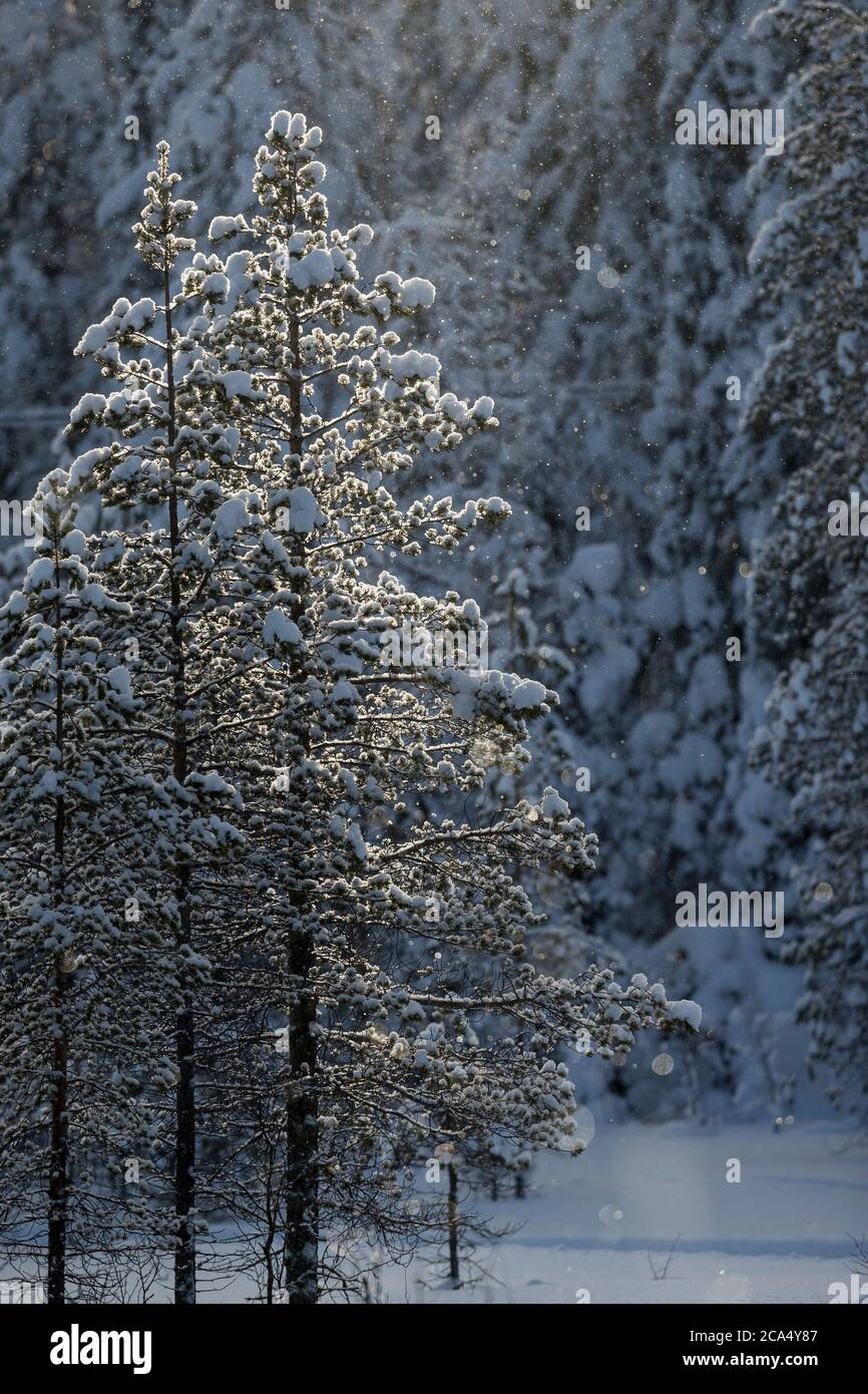 Ruka ; Forêt en hiver ; Finlande Banque D'Images