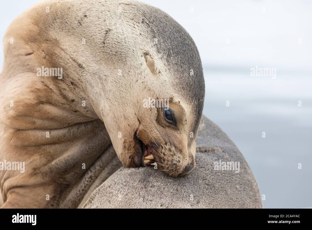 Lion de mer du Sud; Otaria flavescens; Femme; Falklands Banque D'Images
