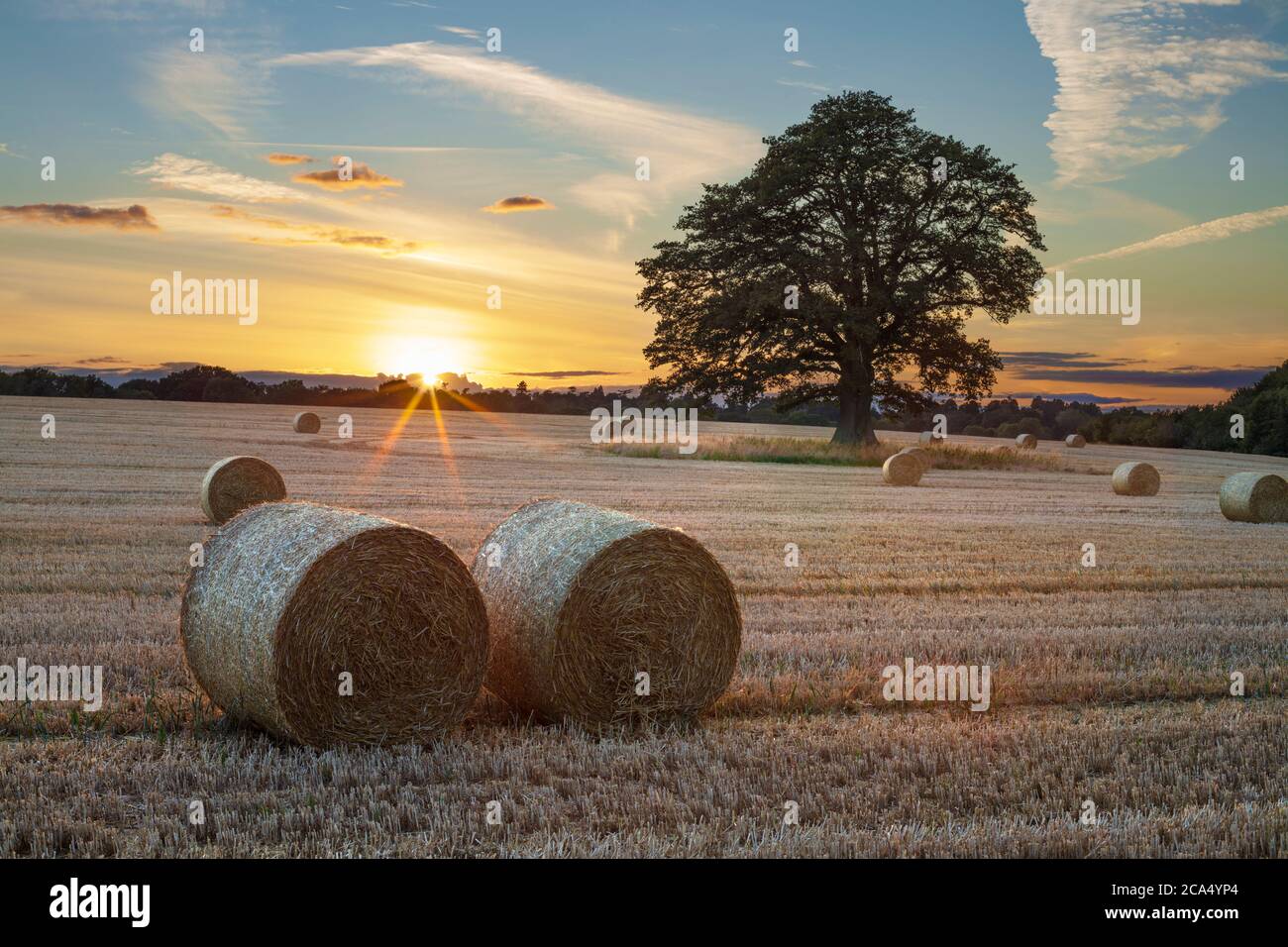 Balles rondes de foin et chêne dans le champ au coucher du soleil, près de Newbury, Berkshire, Angleterre, Royaume-Uni, Europe Banque D'Images