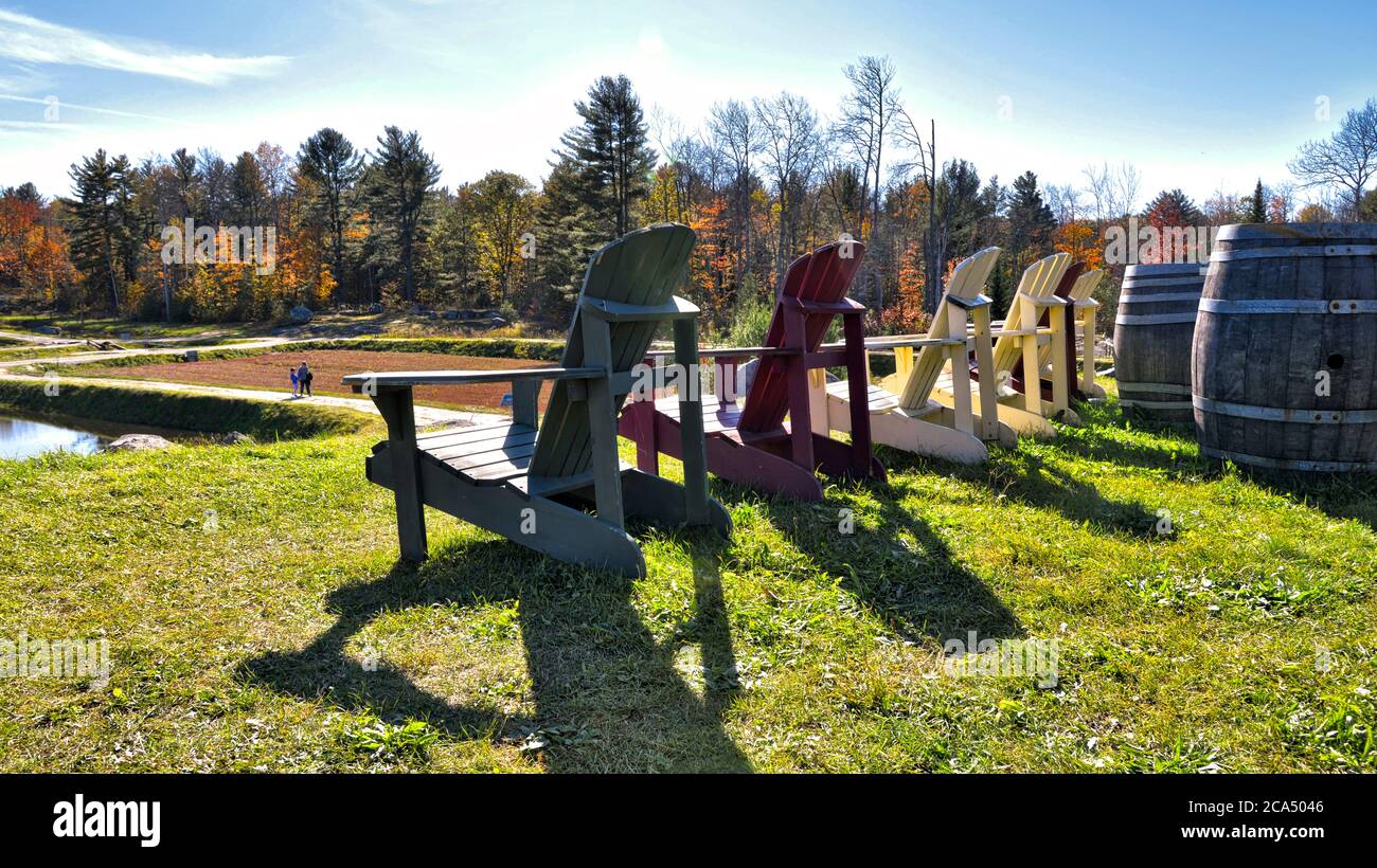 Chaise Adirondack dans le marais aux canneberges, Bala, Ontario, Canada Banque D'Images Chaise Adirondack dans le marais aux canneberges, Bala, Ontario, Canada Banque D'Images