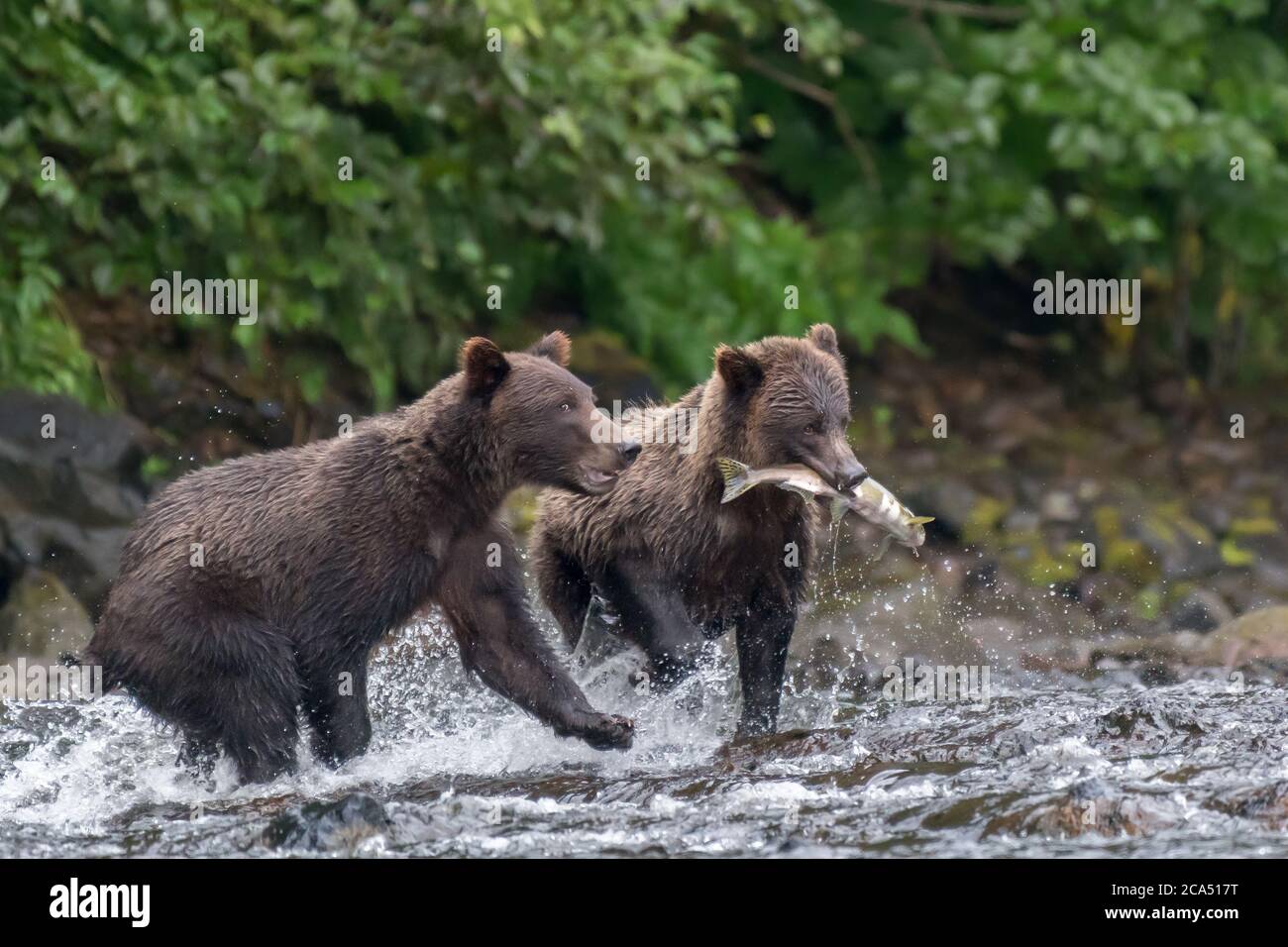Ours brun côtier (Grizzly) (Ursus arctos) traversant une rivière transportant un saumon avec un autre ours qui coule le long de la rivière. Banque D'Images