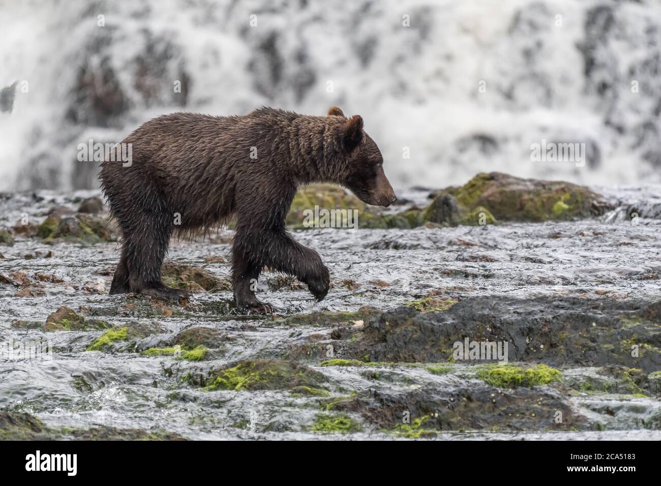 Vue latérale d'un jeune grizzli (Ursus arctos horribilis) debout dans une rivière avec un paw élevé devant une chute d'eau en Alaska, aux États-Unis. Banque D'Images