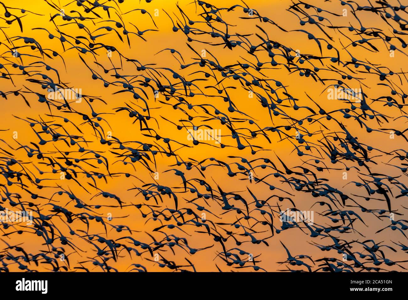 Troupeau d'Oies des neiges (Anser caerulescens) en plein air contre le ciel illuminé par le soleil couchant, Marion Co., Illinois, États-Unis Banque D'Images