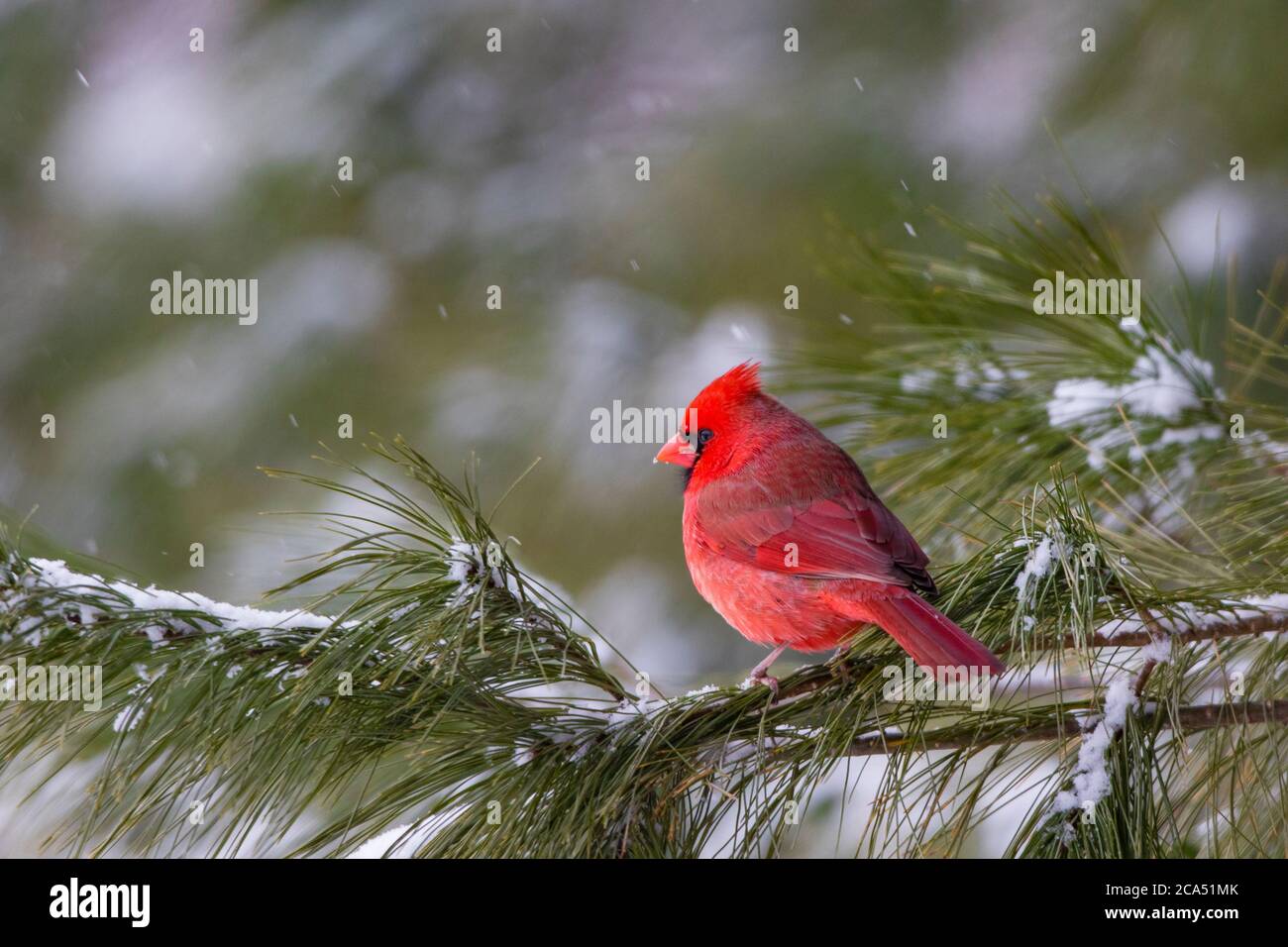 Cardinal du Nord (Cardinalis cardinalis) mâle perching sur une branche de pin couverte de neige, Marion Co., Illinois, États-Unis Banque D'Images