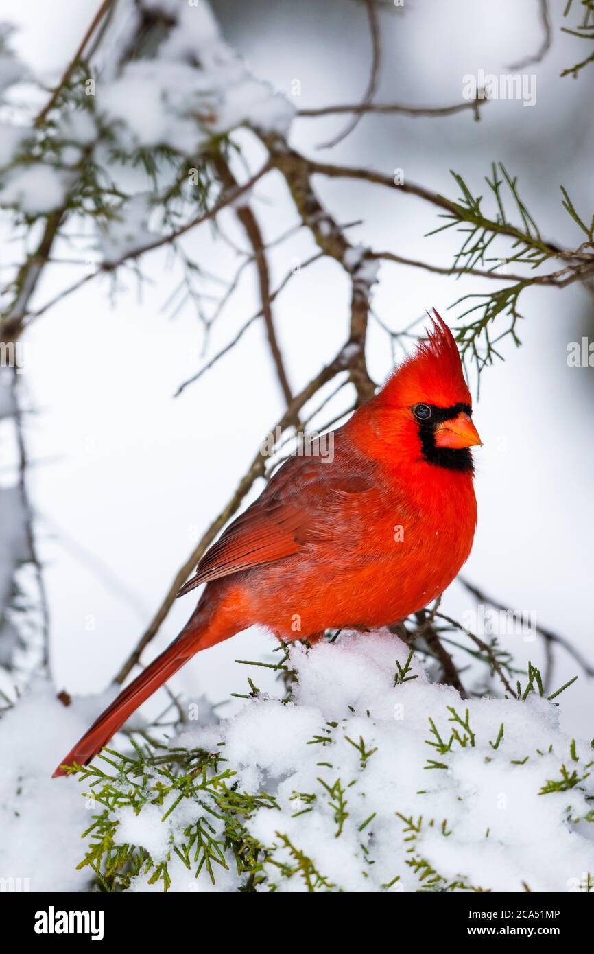 Cardinal du Nord (Cardinalis cardinalis) perçant sur une branche de genévrier enneigée, Marion Co., Illinois, États-Unis Banque D'Images