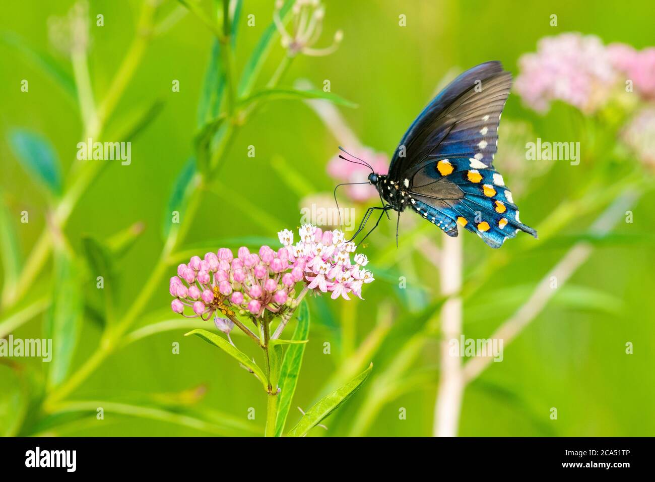 Gros plan de Pipevine Swallowtail (Battus philenor) perching sur le marais Milkweed (Ascelpias incarnata) Marion Co., Illinois, États-Unis Banque D'Images