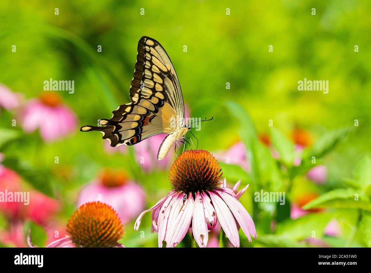 Gros plan de la queue d'aronde géante (Papilio créphontes) perçant sur le conéflefin pourpre (Echinacea purpurea), comté de Marion, Illinois, États-Unis Banque D'Images