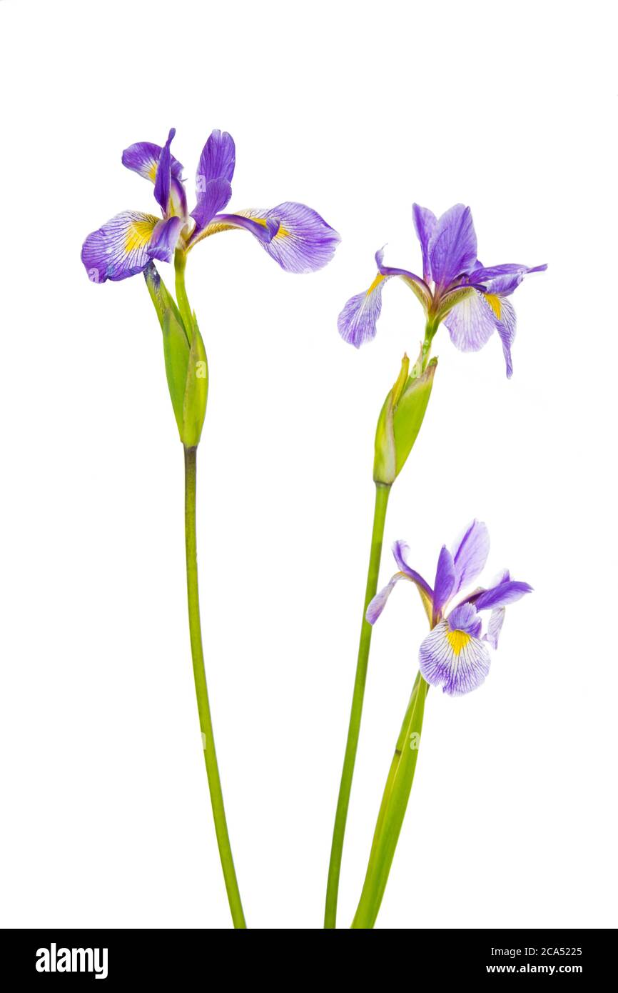 Gros plan de Blue Flag Irises (Iris versicolor), Marion Co., Illinois, États-Unis Banque D'Images