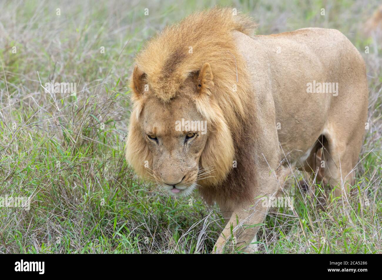 Lion masculin dans le parc national de Hlane, province de Lubombo, eSwatini, afrique australe Banque D'Images