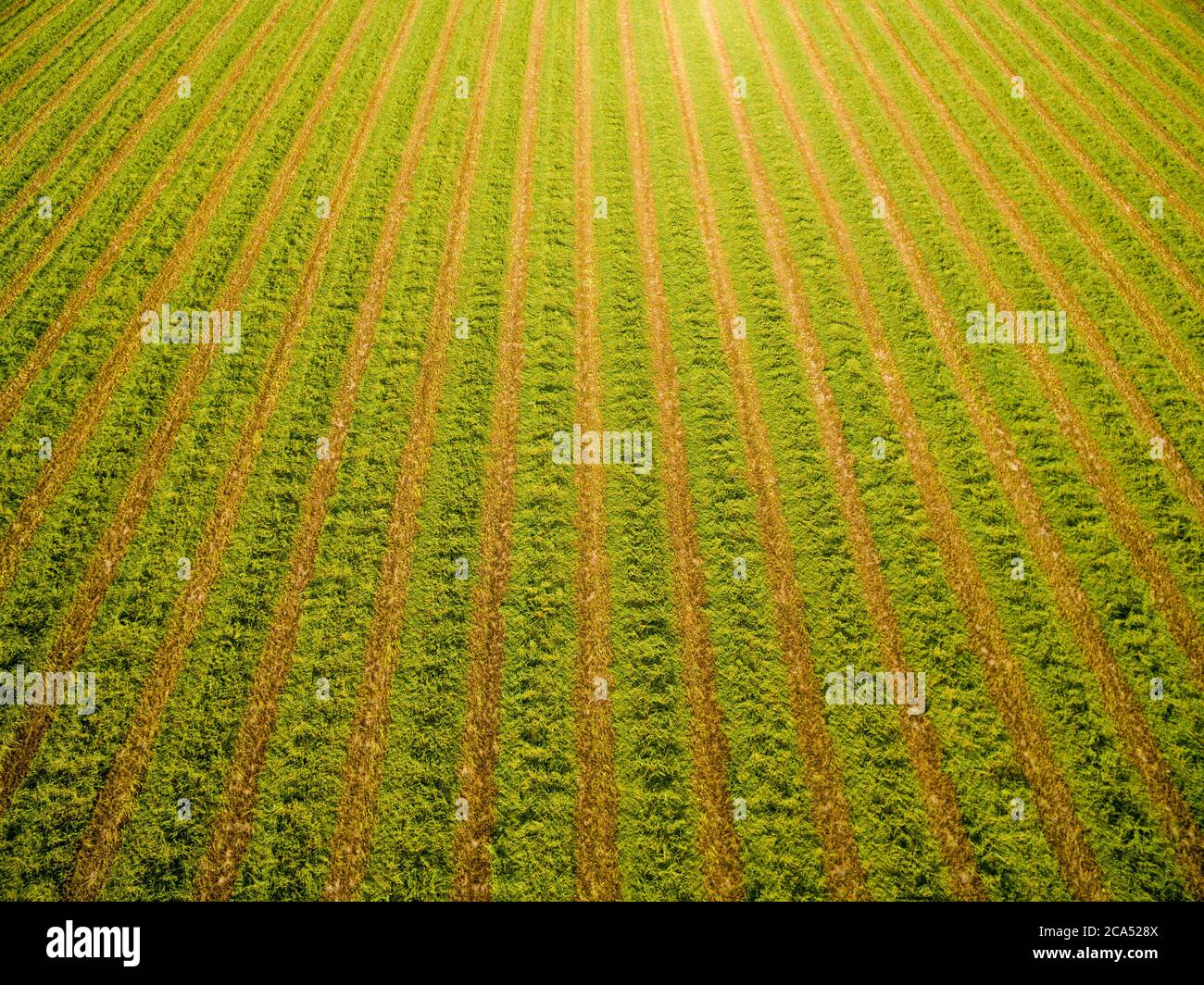 Vue du champ de luzerne pendant la récolte, Marion Co., Illinois, États-Unis Banque D'Images