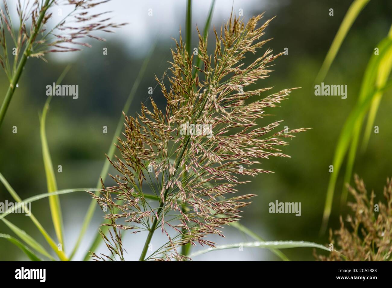 Les phragmites australes est amusant de regarder danser avec le vent Banque D'Images