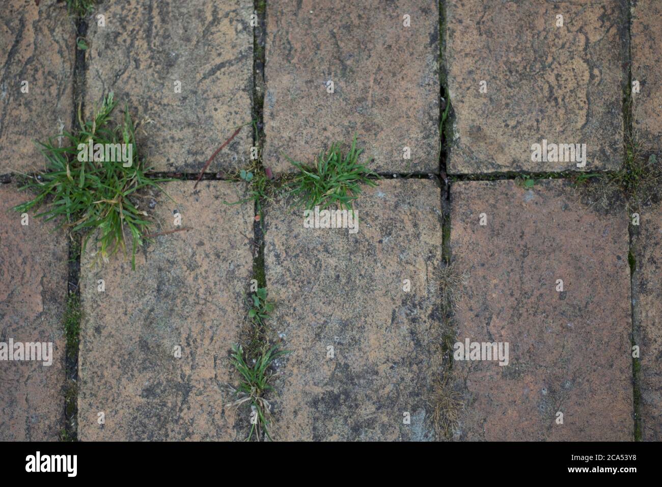 Arrière-plan de la dalle de pavage ancienne avec de l'herbe rugueuse qui se développe dans les espaces Banque D'Images