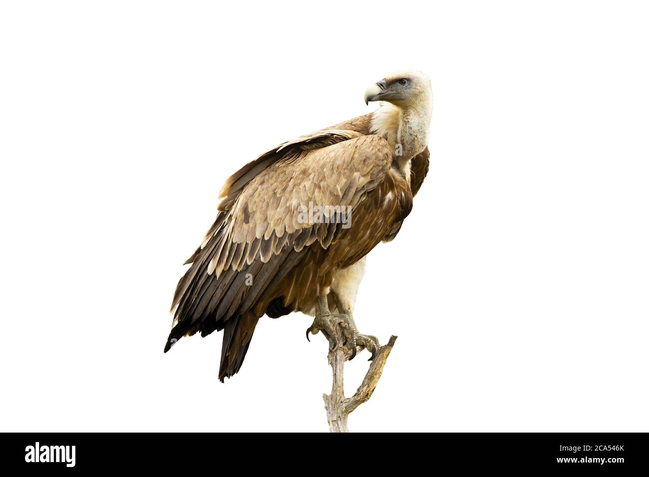 Vautour Griffon assis sur la perche et regardant sur l'épaule isolée sur blanc Banque D'Images Vautour Griffon assis sur la perche et regardant sur l'épaule isolée sur blanc Banque D'Images
