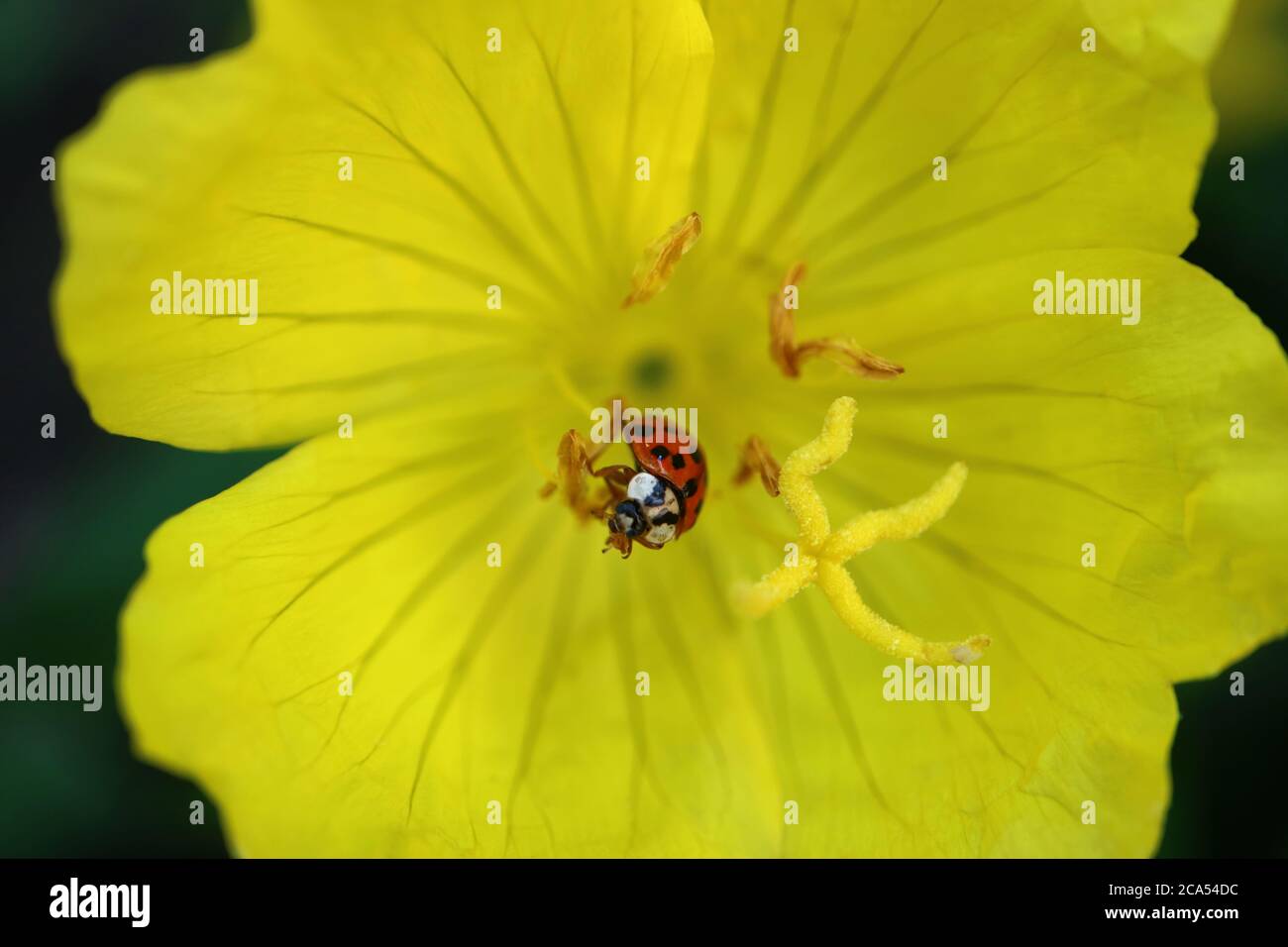 Coccinelle rouge sur les étamines de fleurs jaunes dans le jardin, coccinelle rouge sur la macro de fleurs jaunes, insecte sur la fleur, insecte de la faune, photo florale, photographie macro Banque D'Images