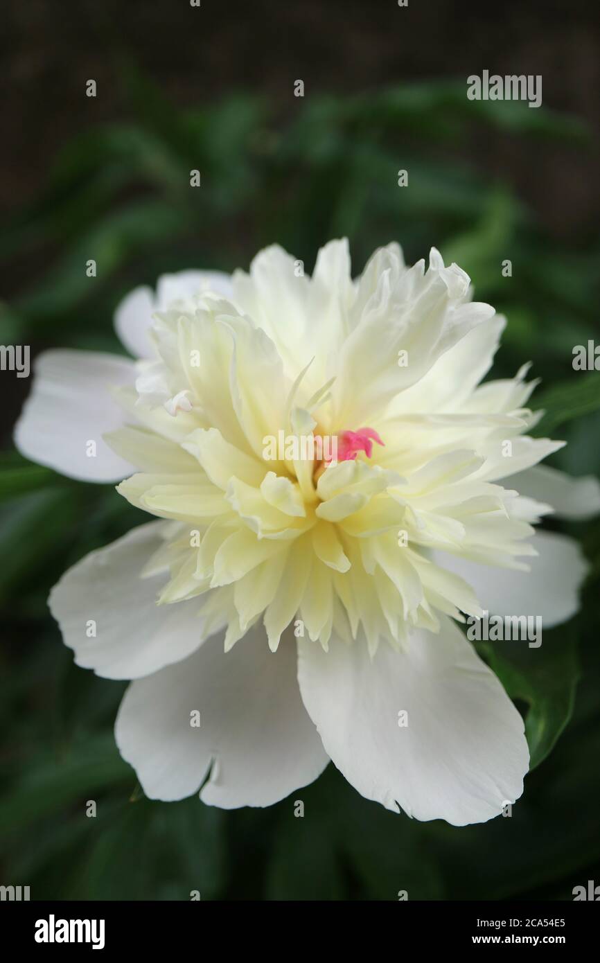 Pivoine blanche avec pétales délicats et feuilles vertes dans le jardin, fleurs de printemps blanches macro, tête de fleur macro, photo florale, macro photographie, stock Banque D'Images