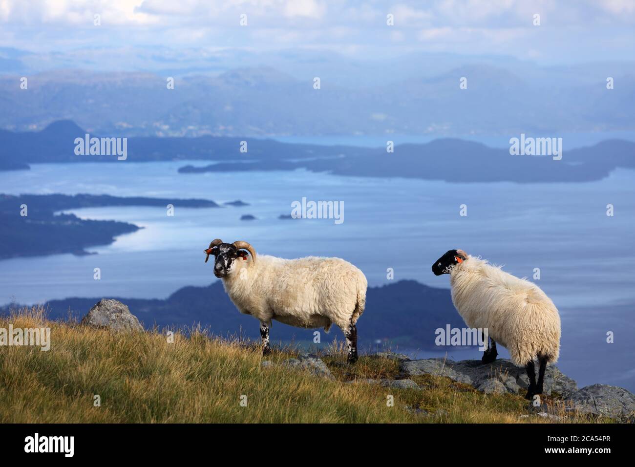Les moutons écossais à Blackface se reproduisent en Norvège. L'agriculture de l'île Stord. Banque D'Images