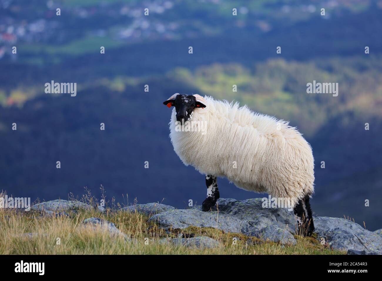 Les moutons écossais à Blackface se reproduisent en Norvège. L'agriculture de l'île Stord. Banque D'Images