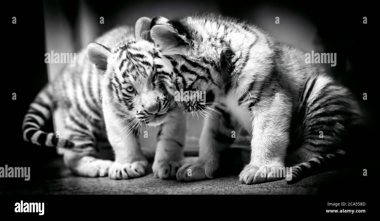 Une paire de tigres blancs reposant côte à côte. Le tigre blanc ou tigre blanchi est une variante pigmentée du tigre du Bengale, des jeunes animaux, noirs et blancs Banque D'Images