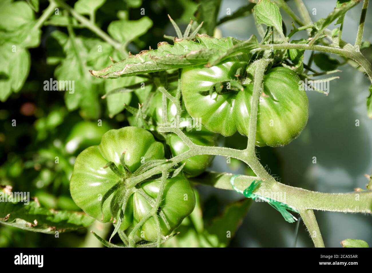 Auf dem Balkon selbst gezogene noch gruene coeur de boeuf Tomaten Banque D'Images