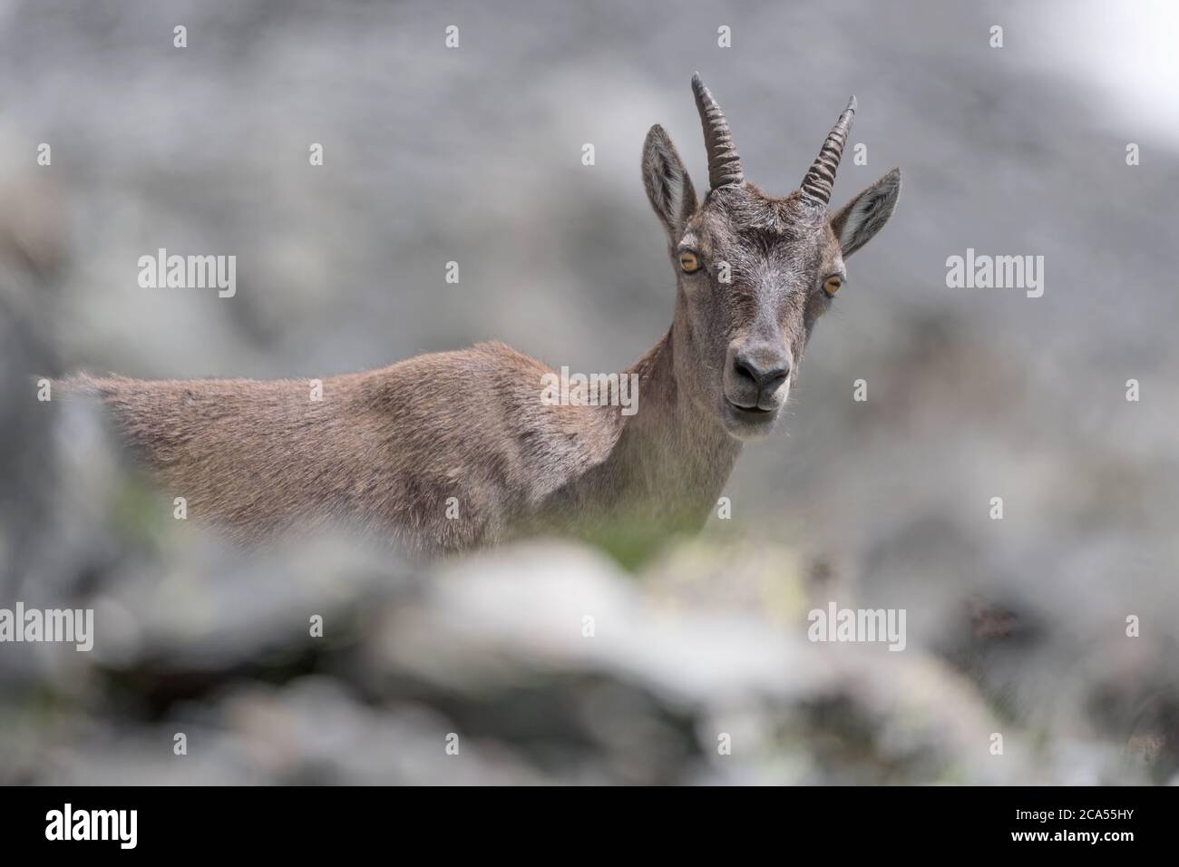 Toute la beauté de l'alpine ibex femelle en été (Capra ibex) Banque D'Images