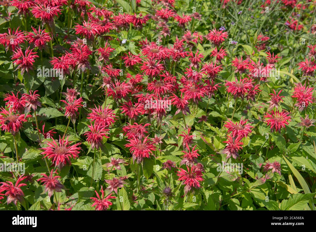 Fleurs d'été fleurs de bergamote rouge vif (Monarda 'Gardenview Scarlet') croissant dans une frontière herbacée dans un jardin de campagne dans le Devon rural Banque D'Images