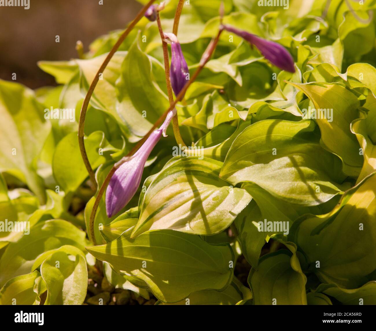 HostA « Cracker chapelure » Banque D'Images