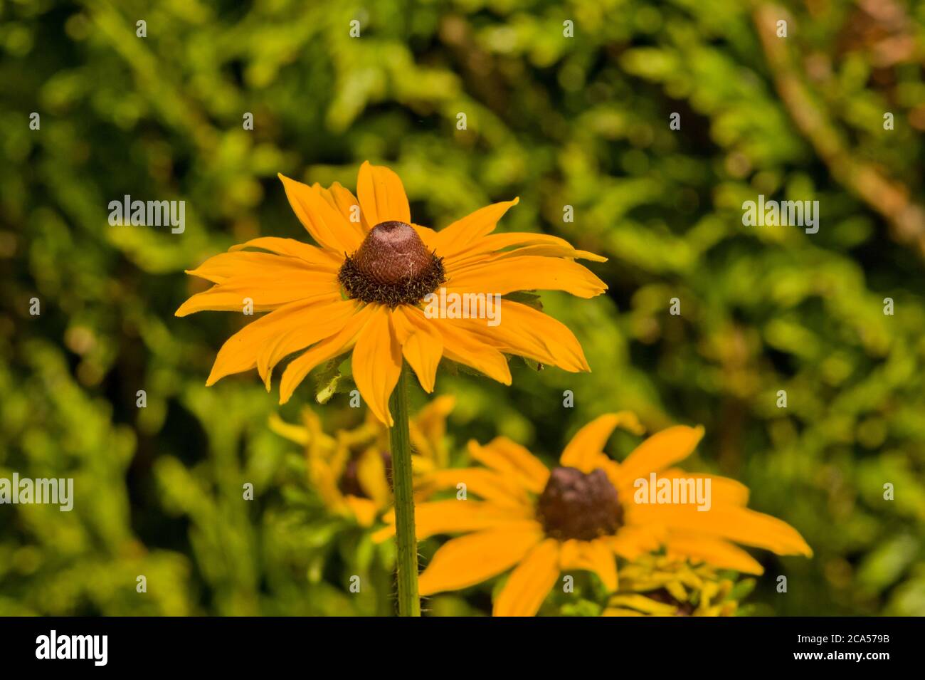 Forme sauvage de Rudbeckia hirta Banque D'Images