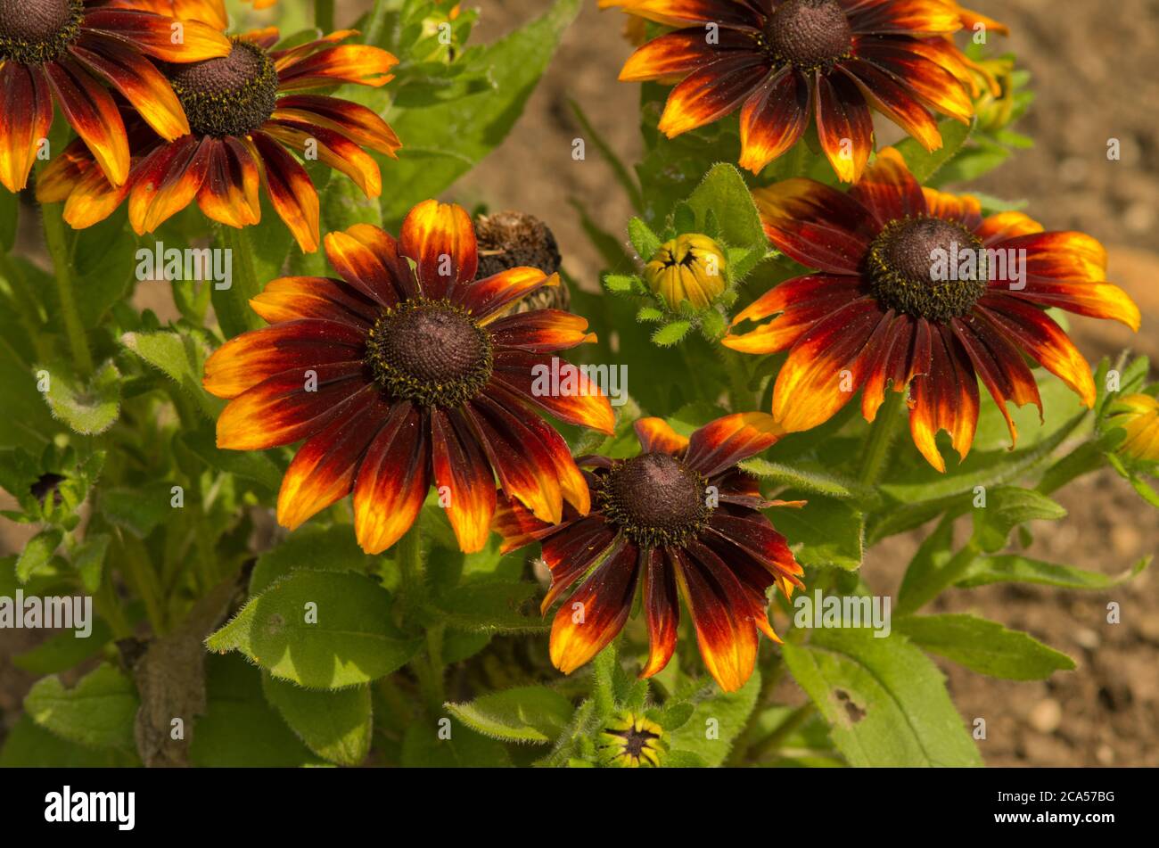 Rudbeckia hirta Toto rustique Banque D'Images