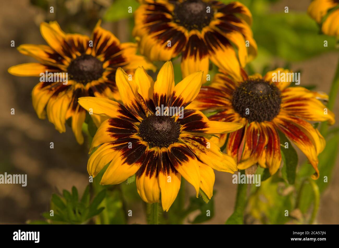 Rudbeckia hirta Spoutnik Banque D'Images